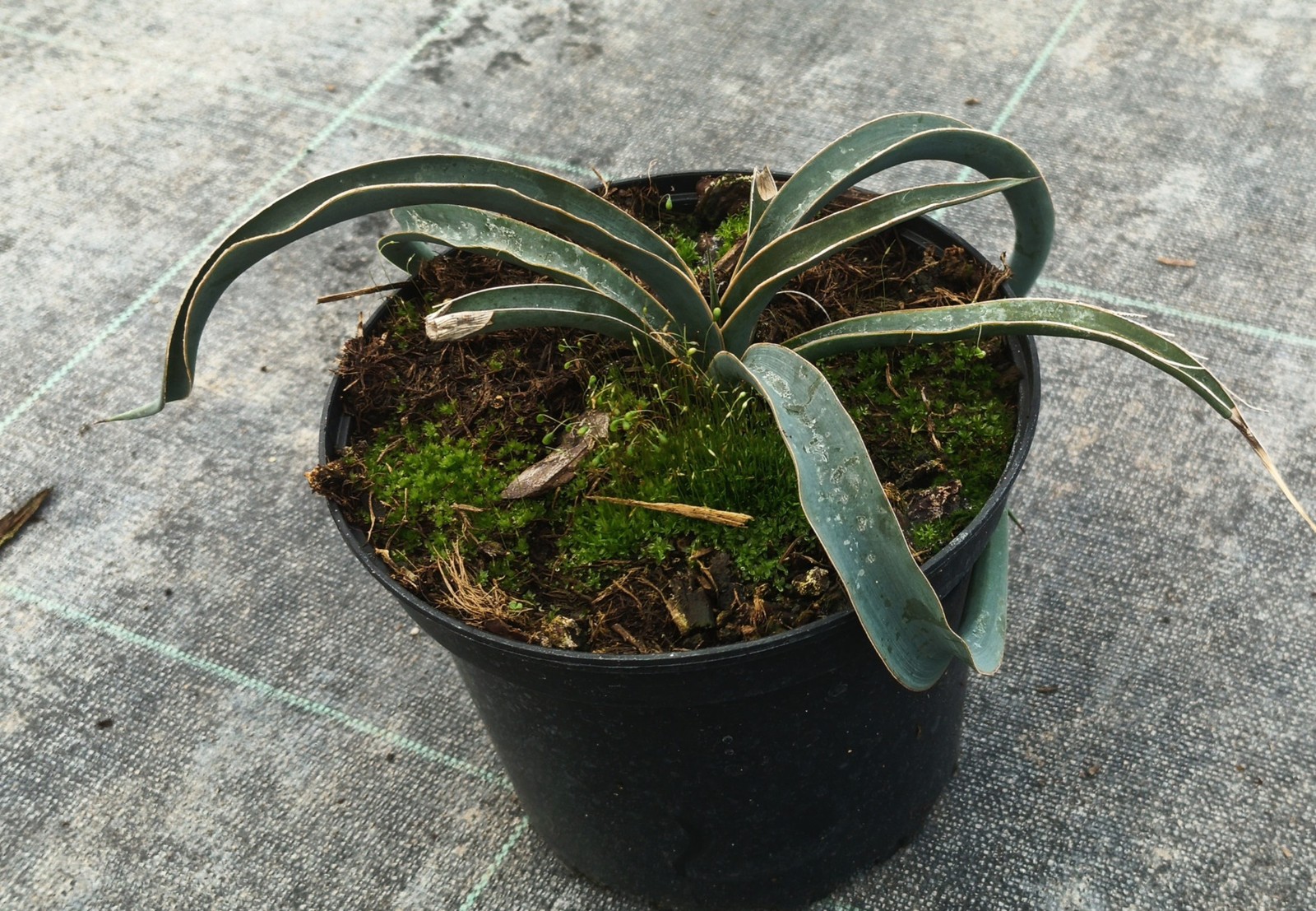 Yucca harrimaniae plante extérieure rocaille Yucca hérisson pot 2L