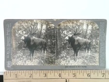 Monarch of All I Survey Moose Stereoview Fine-Art Photographs 1900s Canada