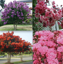 20 SEEDS CRAPE/CREPE MYRTLE flowering bloom tree bush rare exotic plant garden