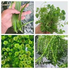 Easy For Beginner Live Aquarium Plant Bundle - 4 Kind Of Plant BUY 2 GET 1 FREE