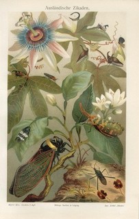 1887 EXOTIC CICADAS MAGNIFICENT SINGING CICADA CHINESE LANTERFLY Chromolit.Print