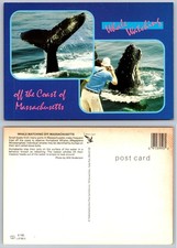 VTG Whale Watching Massachusetts Humpback Whales Lobtailing Postcard Klein Card