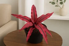 Cryptanthus Earth Star Plant Red– Rare Red Bromeliad in Pot – Easy Care. pot 4'