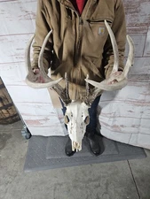 Wild 8 Point Whitetail Deer Antler Rack Horn Skull European Mount Man Cave 136"