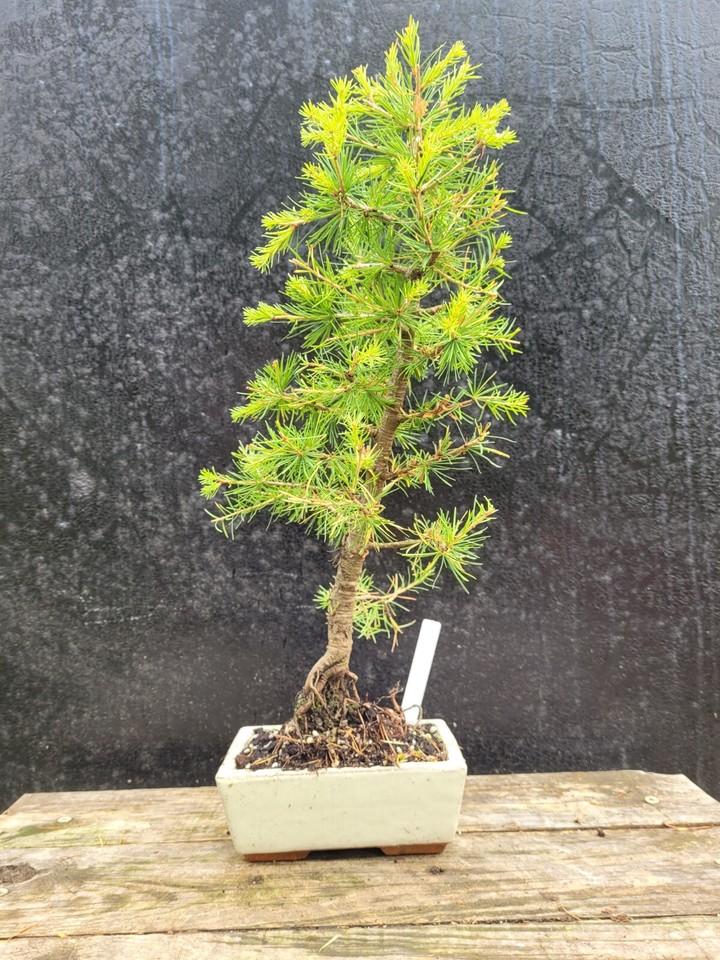 Japanese Larch Bonsai Tree shohin size in Bonsai pot. Outdoor Pre