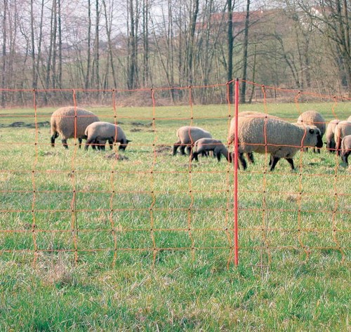 AMA Rete Pour Moutons Clôture