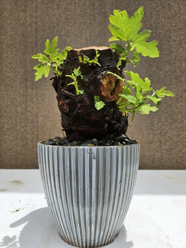 Old Fig Bonsai Tree ( Ficus Carica ),,, sale - Image 4 of 4