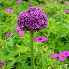 Easy to Grow Allium Giganteum 3 Plant Bulbs, Spring Summer Blooms Zones 5-8