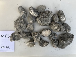 Konvolut Ammoniten Deko Präparieren / Lias / Bayern 20 Stück Fossilien K 65