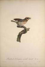 Guyana Barbet VINTAGE exotic 18th century Bird wall art prints poster #1