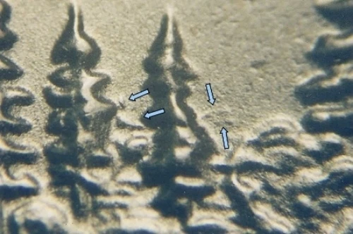 2005 D Minnesota ExtraTree Quarter DDR-003 WDDR-003 Cherrypickers FS-802 Satin  - Image 3 of 3