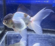 LIVE TROPICAL Fish-Thai Oranda Goldfish Long Tail 4 Inch Pond