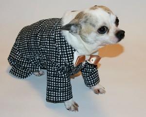 heeler terrier mix puppies