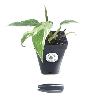 philodendron verrucosum amazonas Philodendron verrucosum Ecuador – Carnivero main image 0