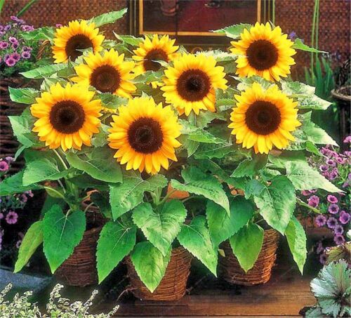 Dwarf Sunflower Seeds, Dwarf Sunspot, Heirloom Sunflower Seeds, Non-Gmo - Afbeelding 1 van 7