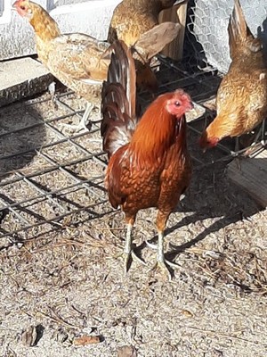 12 + RED QUILL Chicken Hatching Eggs