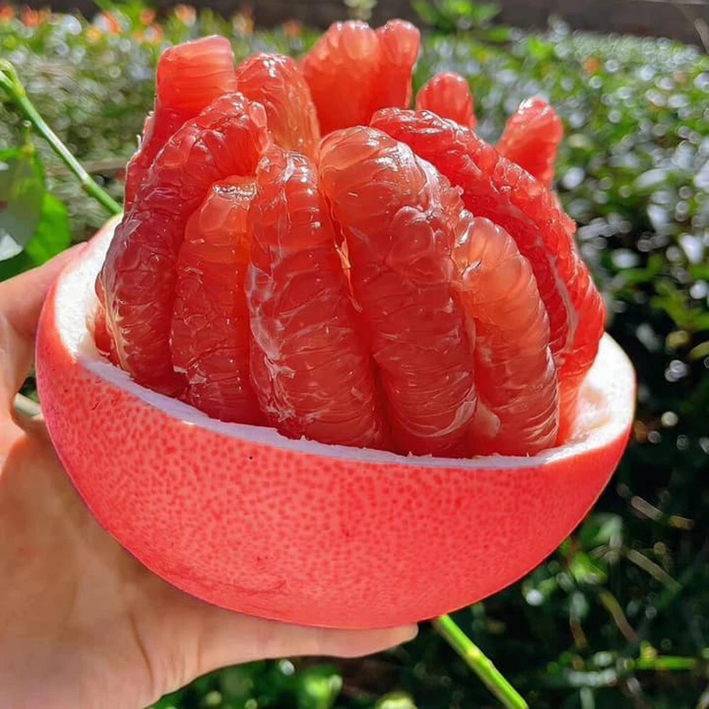 Red Pomelo