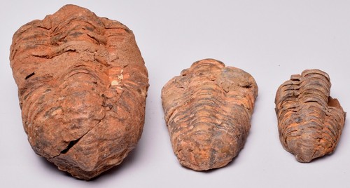 3 x DIACALYMENE OUZREGUI TRILOBITE FOSSILS, F121 - Foto 3 di 8