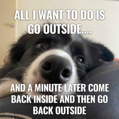 Border Collie  dog  refrigerator magnet 3 1/2 X 3 1/2 ''