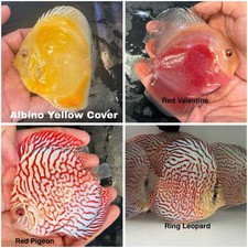 Pack of 4 Discus Fish 3.75  - 4  - Live Fish Aquarium Overnight Shipping