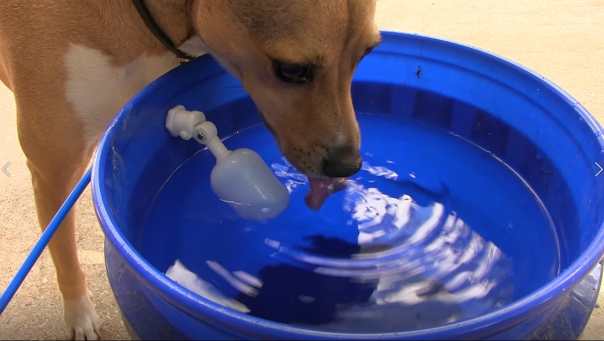 Self filling water bowl for dogs cheap