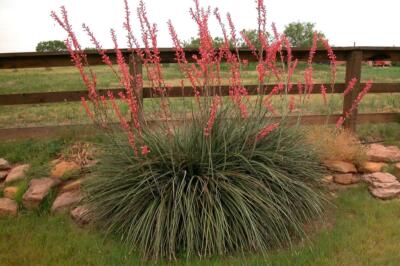 red yucca (Hesperaloe parviflora) 100 seeds ($3.50)