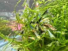 40 + 2 Pack Cull🦐 Freshwater Neocaridina Shrimp Beginner Pack MultiColor Shrimp