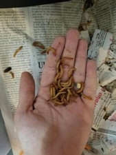 38 - Organically Raised Live Mealworms Premium Feeders 