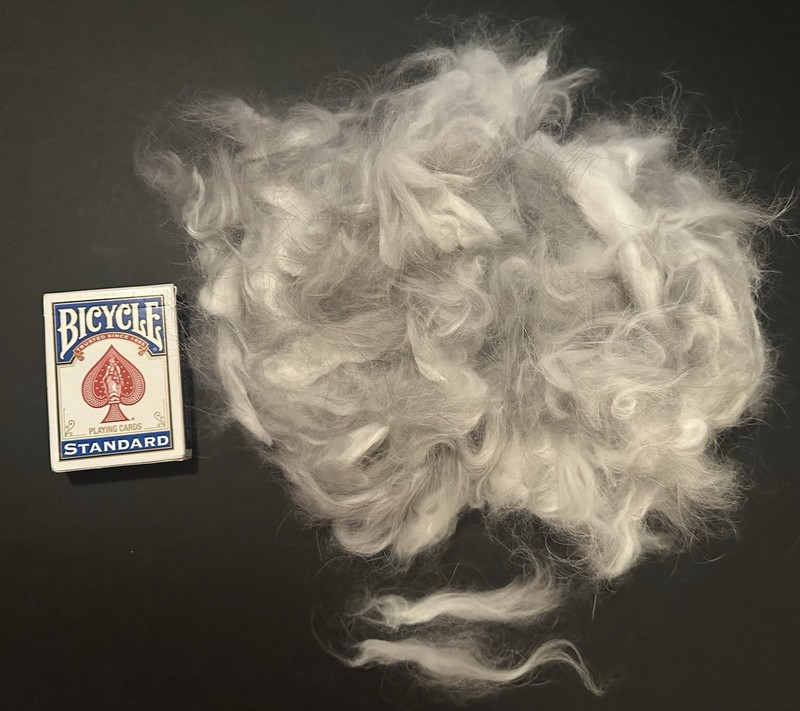2.1oz Rare Premium Plucked Gray Sable French Angora Luxury Spinning Fiber (C49)