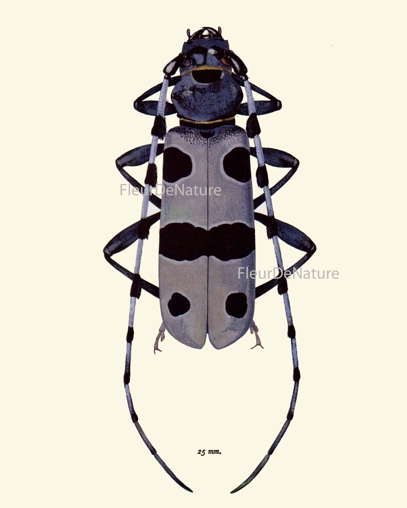 Colorful Ladybug Beetle Wall Art Set of 6 Prints Beautiful Antique ...