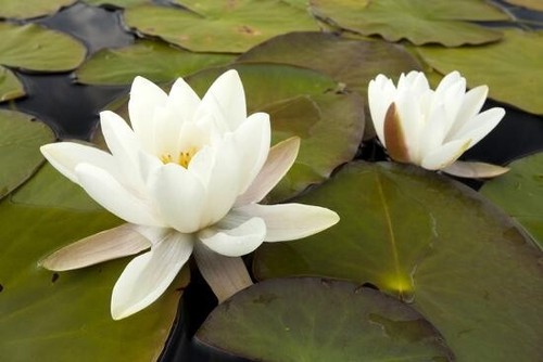 Alba UK Native water lily - pond plants water lilies aquatic plants lily koi - Picture 10 of 11