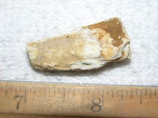 Dinosaur fossil tooth Spinosaurus Cretaceous Era bigger 1.5 inch long E44