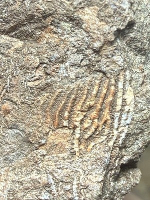 Fossil Devonian Fish Scale - Possibly Holoptychius and placoderm hash f8