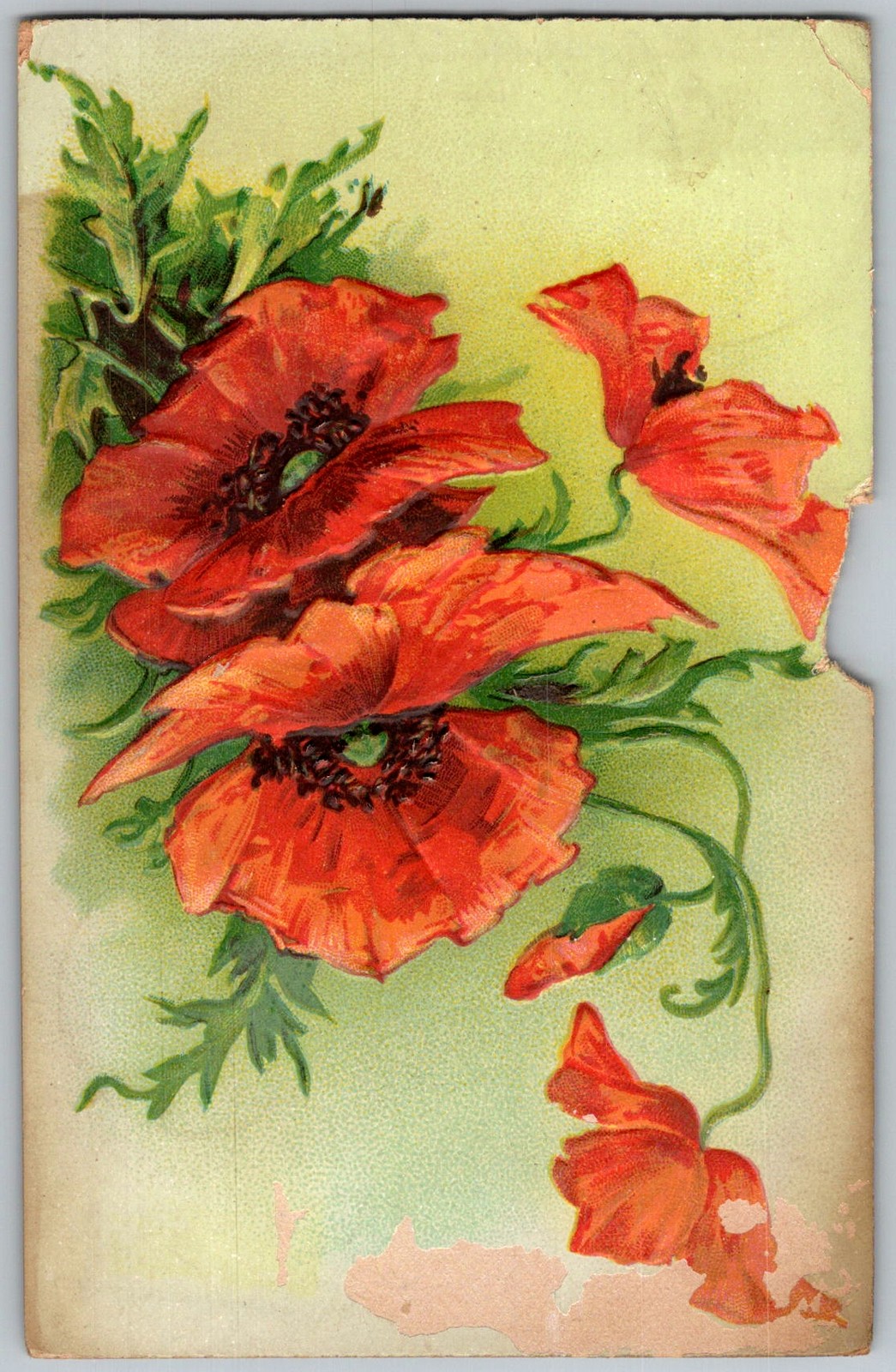 Antique Postcard Poppy Floral Illustration 1910s