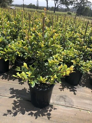 Syzygium Resilience Lilly Pilly Plants Plants Gumtree Australia