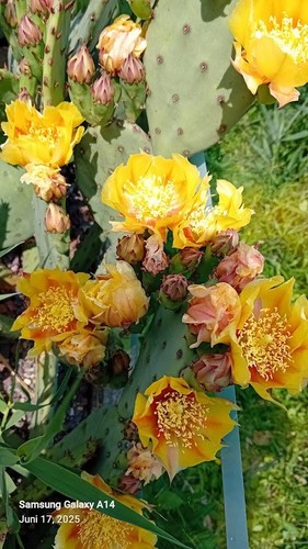 1x Bewurzelter Feigenkaktus groß (Opuntia volgaris Geb/Rosa) Winterhart -28 C: - Bild 2 von 5