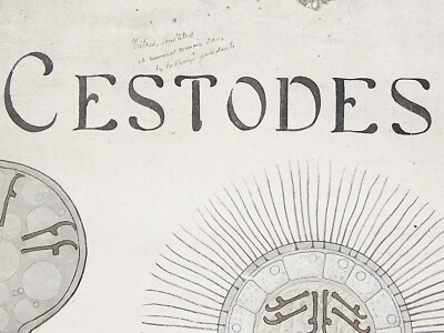 LITHO ORIGINALE Anatomie Grenouille CABINET CURIOSITÉ COLLECTION