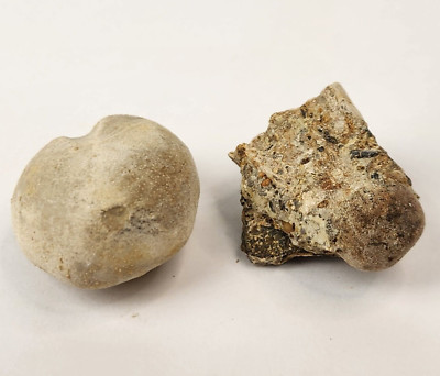 Heteraster texanus Echinoid (?) Fossil - Walnut Clay Fm. - Bell Co., TX