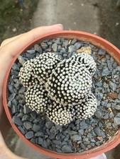Multi teste Mammillaria luethyi raresucculente cactus boutique piante da giardino