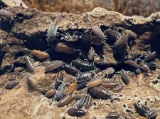 100 Mixed Powder Isopods   Fast Shipping   Live Arrival Guarantee   Feeders CUC