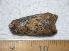 Dinosaur fossil tooth Spinosaurus Cretaceous Era bigger 1.5 inch long G27