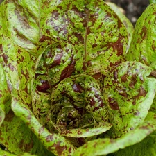 Freckles Romaine Lettuce Seeds - For 2025 Planting Lactuca Sativa Red Speckled