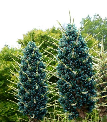 Puya alpestris, Sapphire Tower Puya Alpestris - 15 Sementes - Picture 2 of 5