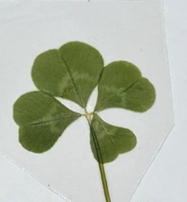 🍀REAL Laminated 4 Leaf Clover 🍀 Hand-picked - GREAT Gift~Good Luck