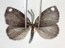 Zygaenidae for collectors | rare moth | Collector's Secret