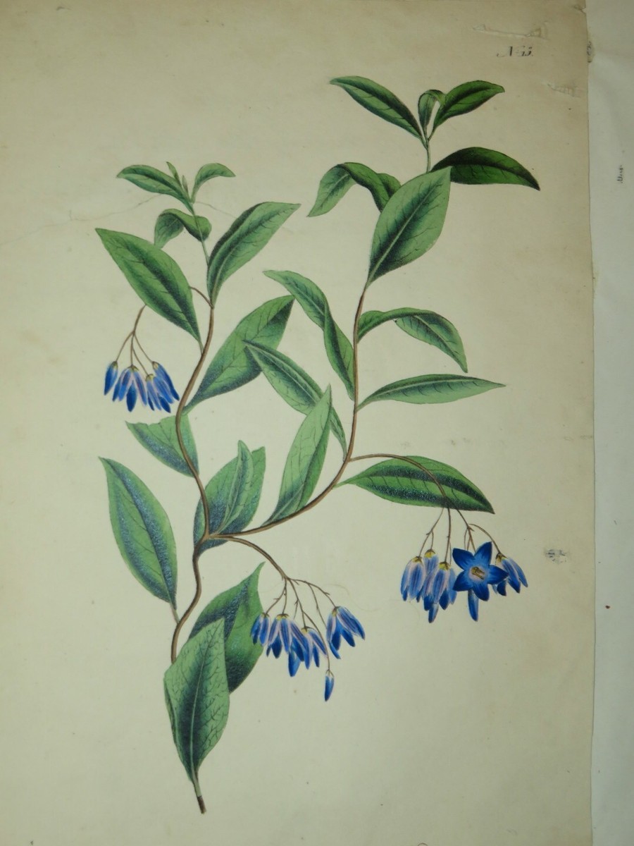 GRAVURE DEBUT XIX Eme-Botanique-Les Mousses-Le Bris Strie EUR 15,00