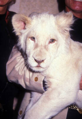 White Lion cub during Siegfried and Roy and White Lion Backstage .. Old Photo 4