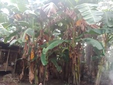 DRIED BANANA LEAVES 250 gr