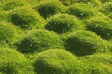 Irish Moss Seeds - 250 Seeds - Grow Stunning Ground Cover That Blooms Attractiv