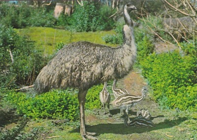 ANPC414) PC Australia, Emu with Chicks, unused